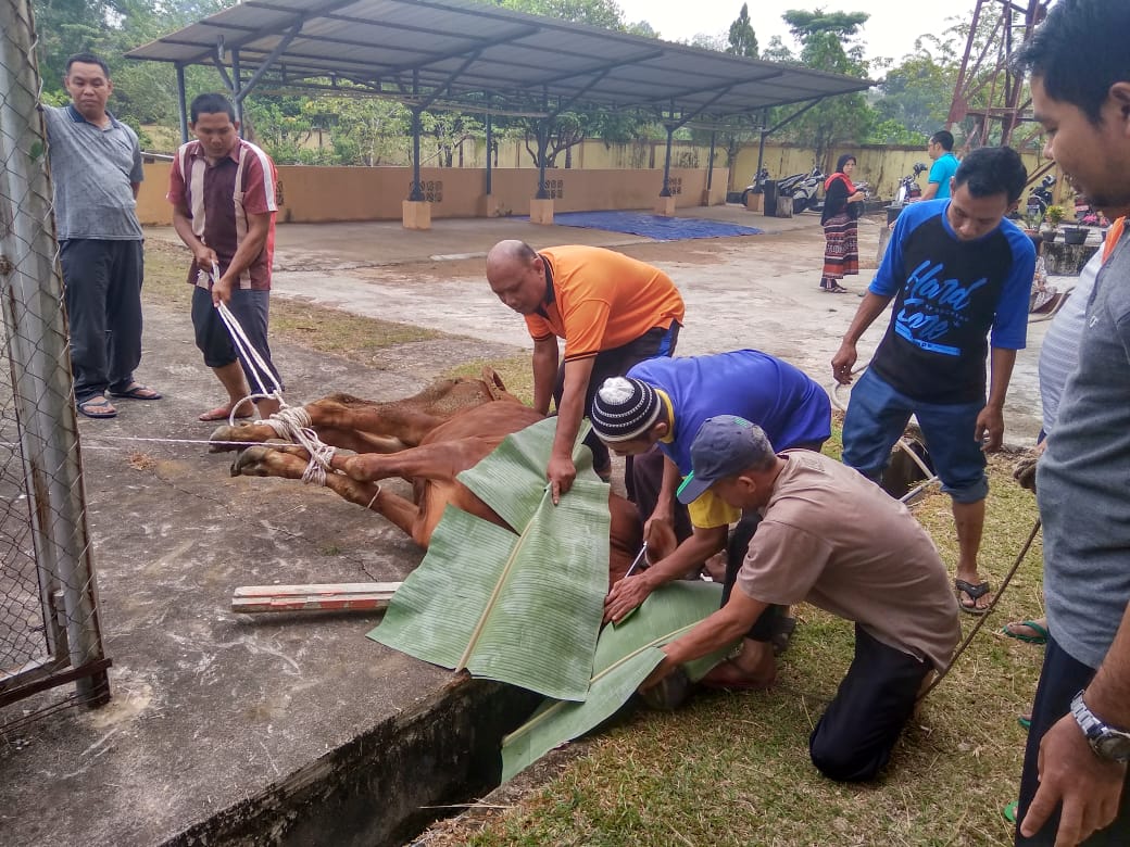 Penyembelihan Hewan Kurban di PA Sanggau